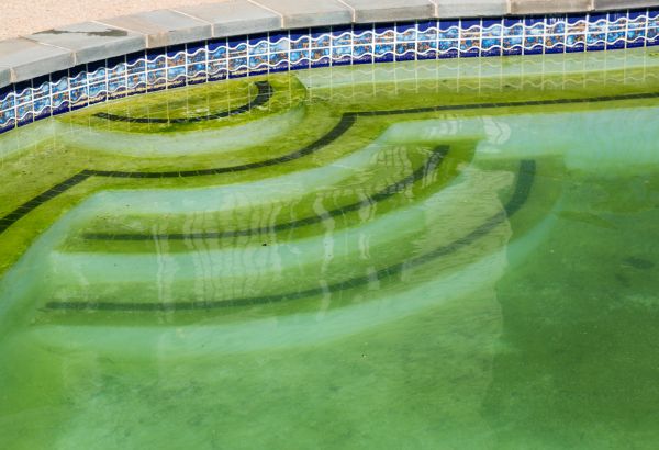 Cost of Pool Deck Algae Removal in Dothan